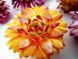 Сухоцвіти Геліхризуму (Helichrysum) для декору та творчості &mdash; 15 г ГМікс15г фото 4
