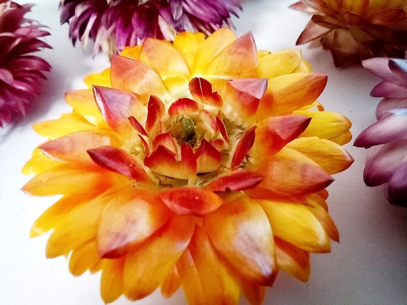 Сухоцвіти Геліхризуму (Helichrysum) для декору та творчості &mdash; 15 г ГМікс15г фото