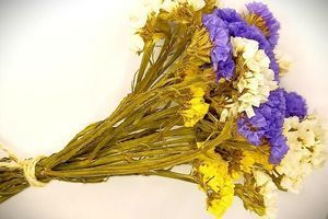 Сухоцвіт Кермек: Нескінченне Джерело Натхнення для Вашої Творчості та Дизайну фото